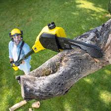 Best Lawn Disease Treatment  in Hobart, IN